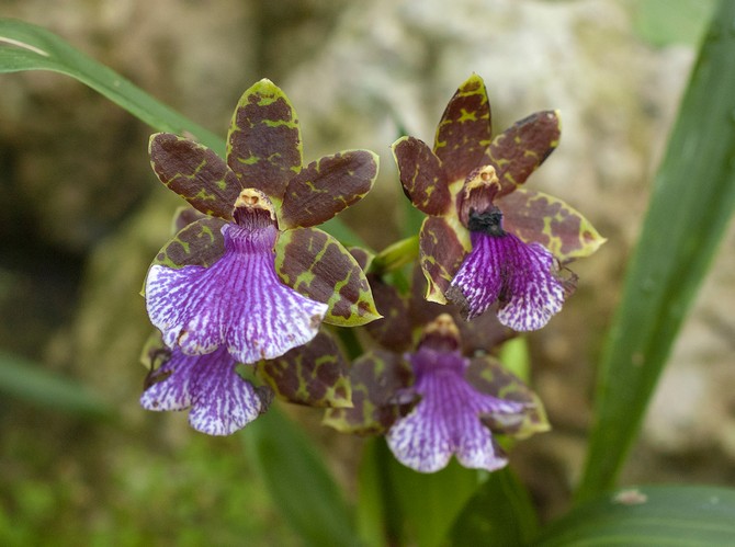 Zygopetalum - soins à domicile. Culture d'orchidées zygopetalum, transplantation et reproduction. Description. Une photo