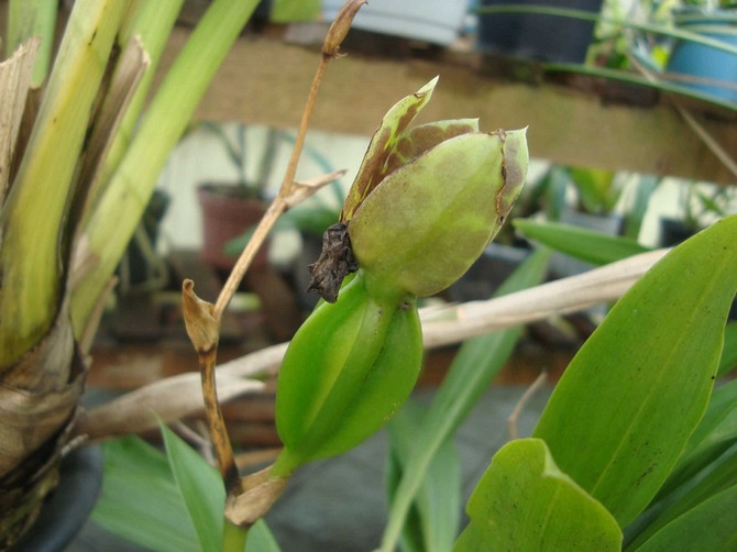 Pour que le zygopetalum fleurisse, il a besoin d'une période de repos.