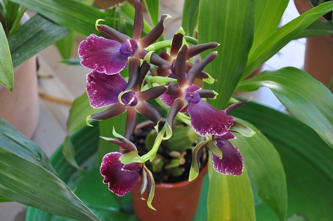 Reproduction de zygopetalum