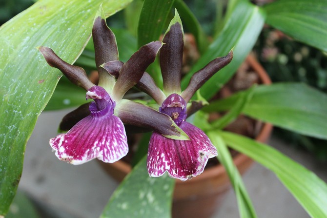 Zygopetalum pousse bien et se développe dans une pièce à faible humidité de l'air.