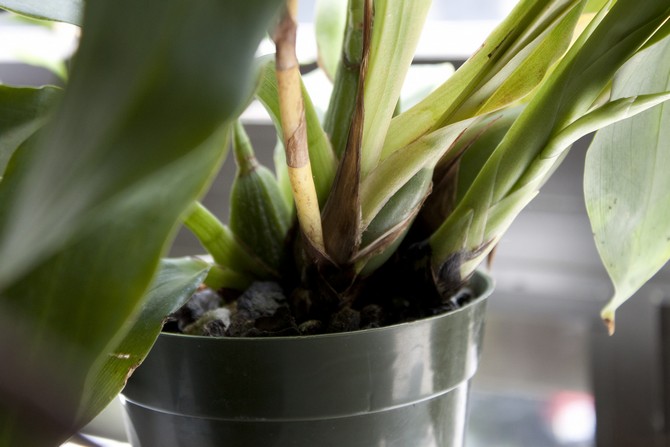 Zygopetalum n'a besoin de fertilisation que pendant la période où de nouvelles pousses commencent à y pousser.