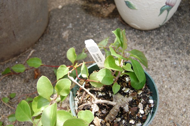 Le mélange de sol pour planter un anreder doit être nutritif et bien perméable à l'humidité et à l'air.