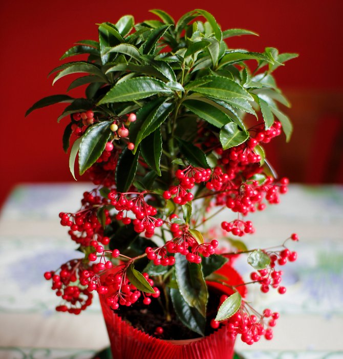 Ardisia pousse bien à une humidité élevée.