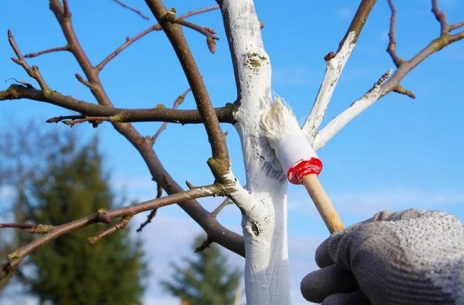 Comment blanchir correctement les arbres?