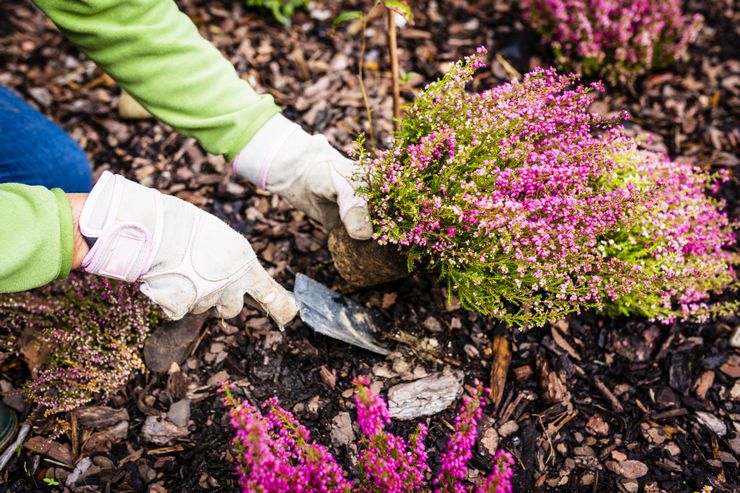 Planter de la bruyère en pleine terre