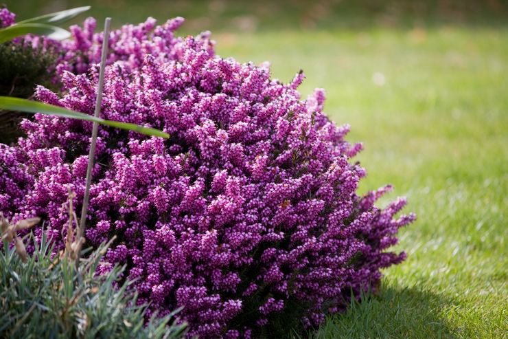 Soin de la bruyère dans le jardin