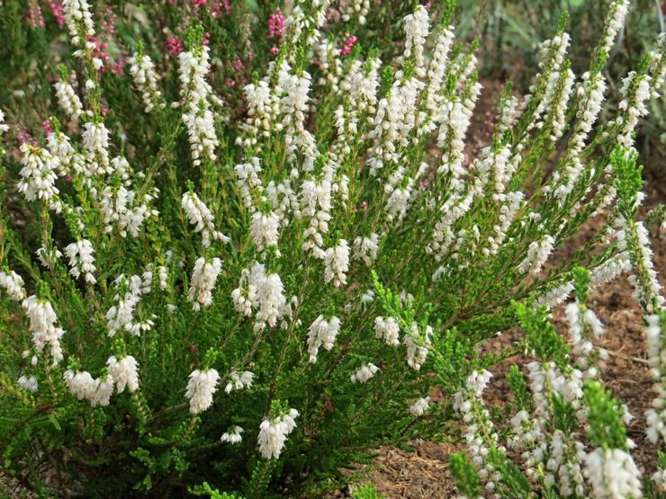 Variétés de bruyère à feuilles vertes à fleurs blanches