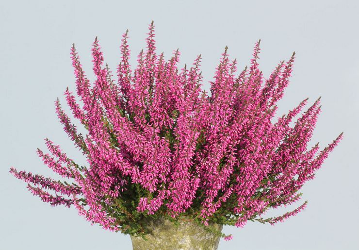 Variétés de bruyère à feuilles vertes