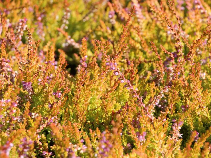 Variétés de bruyère au feuillage doré