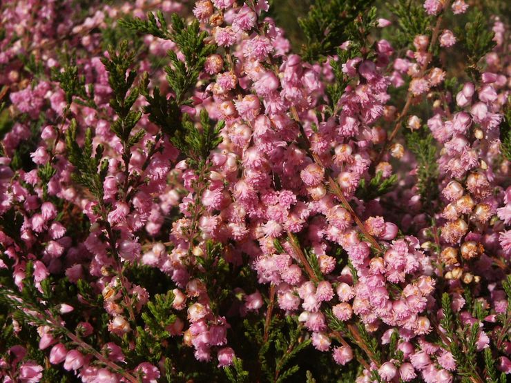 Variétés de bruyère à fleurs doubles