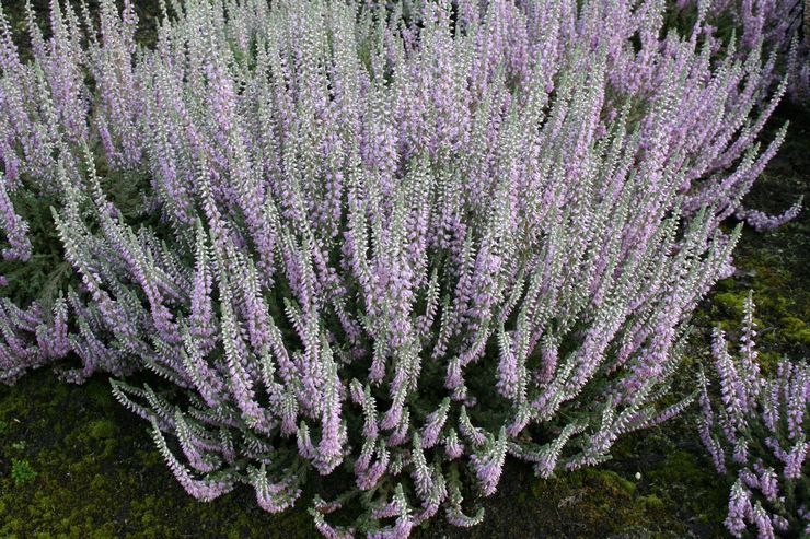 Variétés de bruyère au feuillage argenté