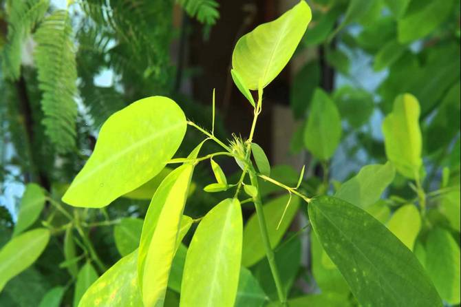 Desmodium