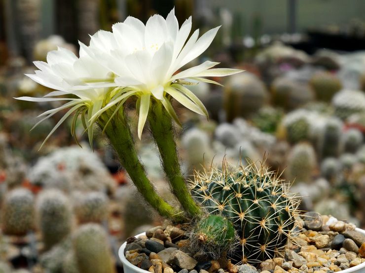 Échinopsis au nez crochu