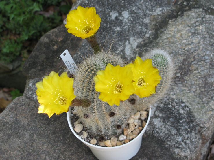 Echinopsis doré