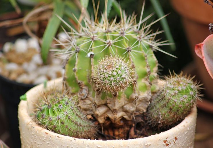 Ravageurs et maladies d'Echinopsis