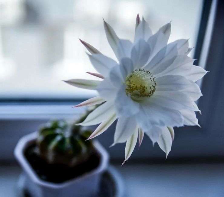 Floraison d'échinopsis