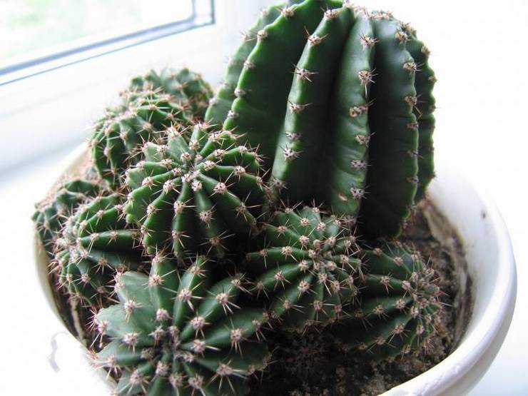 Département des enfants d'Echinopsis