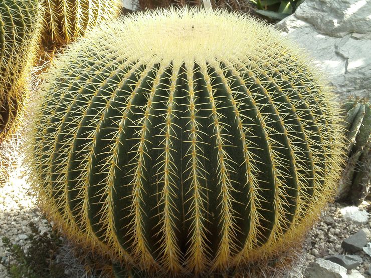 Echinopsis Gruzoni