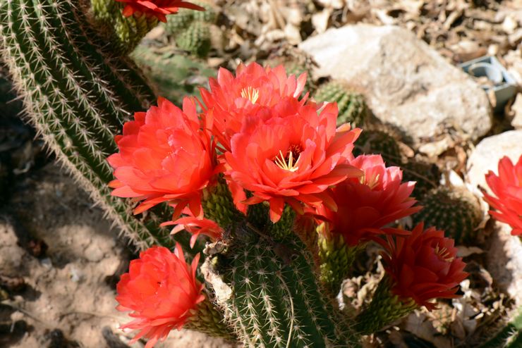 Echinopsis Huasha