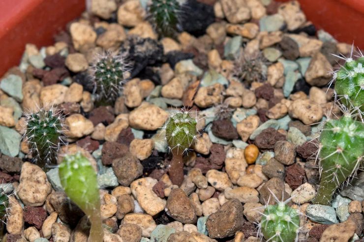 Cultiver l'échinopsis à partir de graines