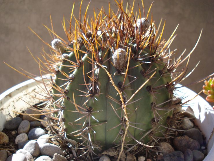 Echinopsis à fleurs blanches