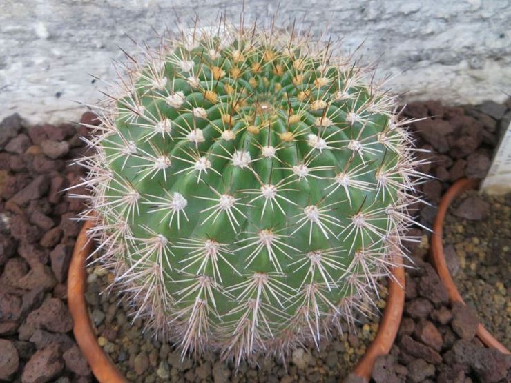 Mamillose d'Echinopsis