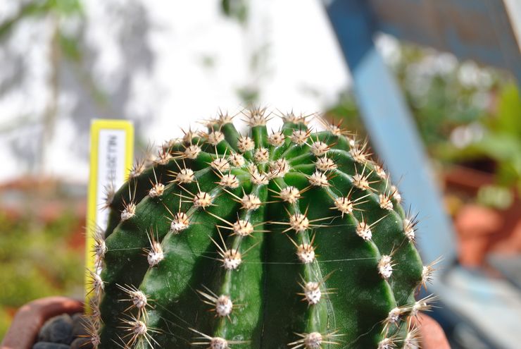 Echinopsis est divisé