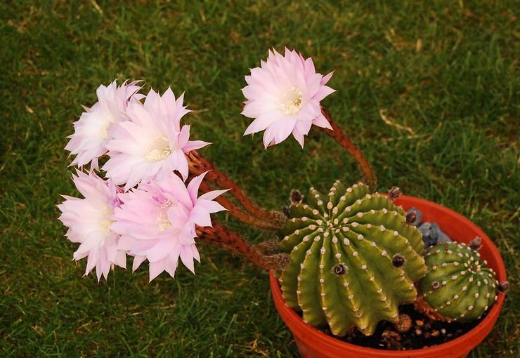 Echinopsis à arêtes vives