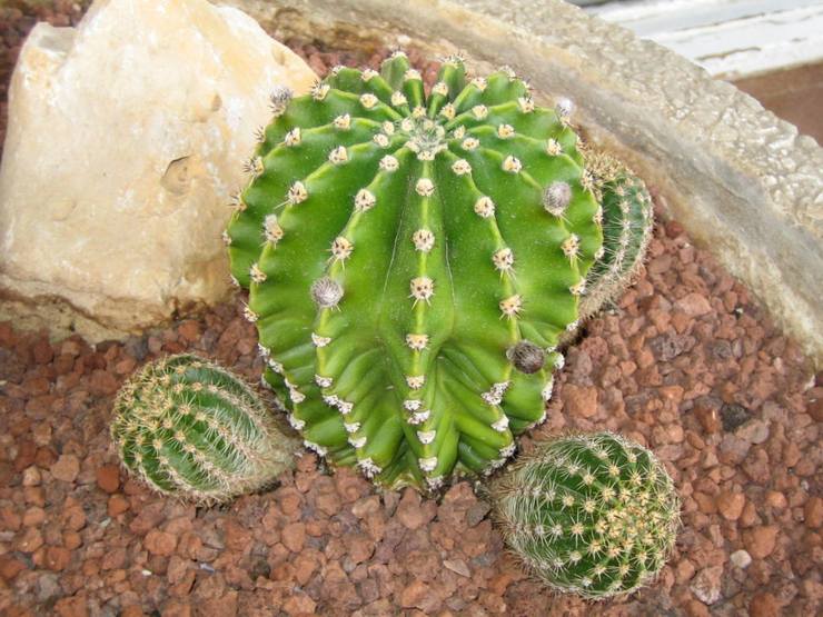 Sol pour la culture de l'échinopsis