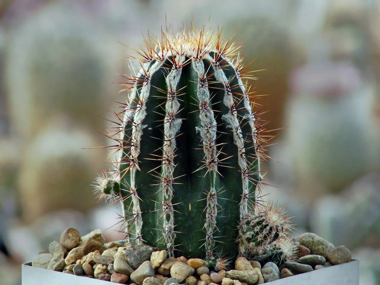 Usine d'Echinopsis