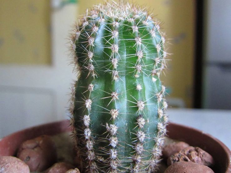 Échinopsis de cactus