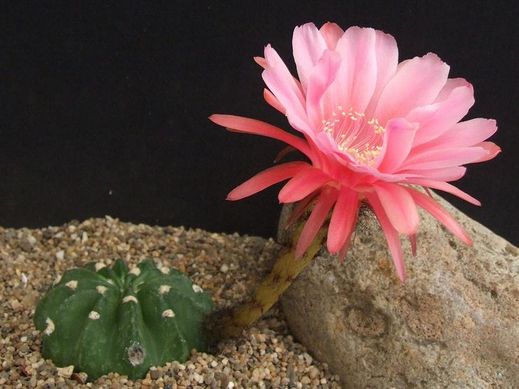 Echinopsis subdenudata