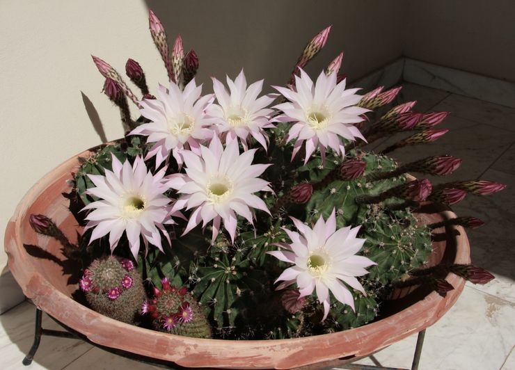 Echinopsis de couleur tube