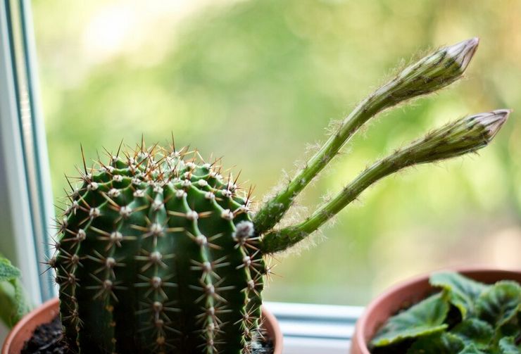 Soins d'échinopsis à domicile