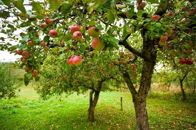 Comment augmenter le nombre de boutons de fruits sur pomme et poire