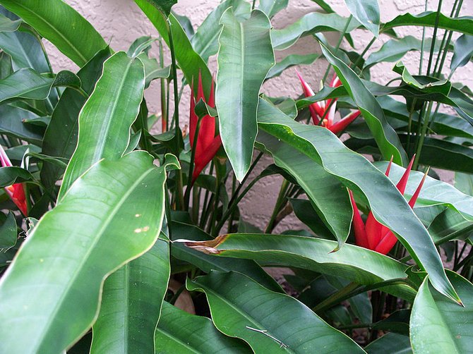 Heliconia tombe rarement malade, mais il est sensible aux dommages causés par un fourreau et un tétranyque.