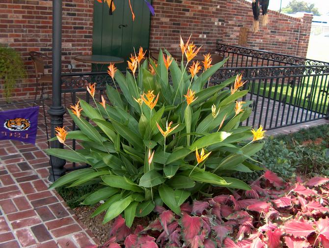 Heliconia a besoin d'une humidité élevée dans la pièce.