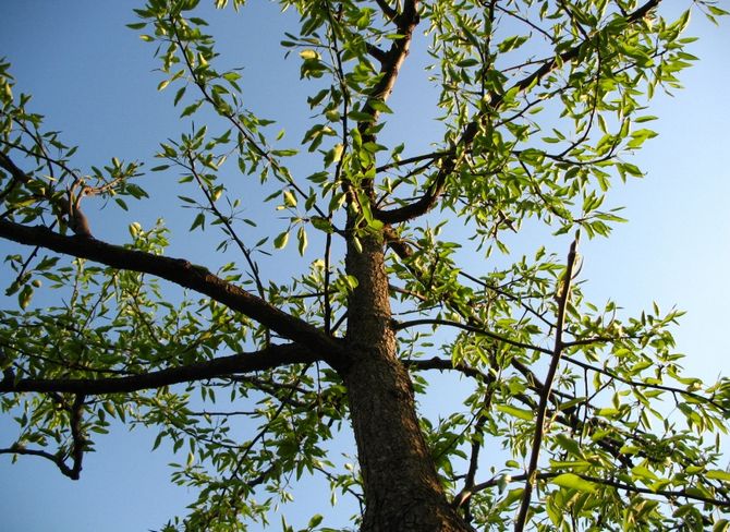 Formation d'arbres fruitiers par flexion sans taille