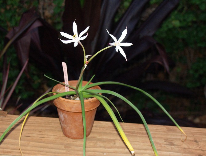 Soins Crinum à domicile