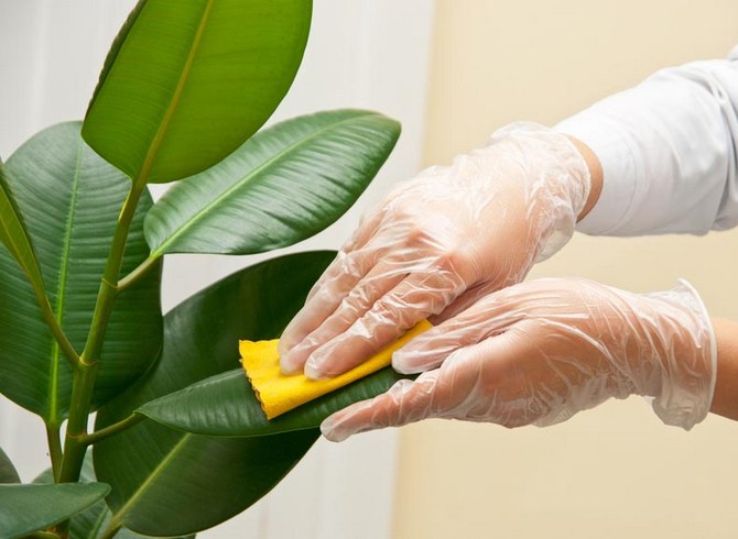 Nettoyer les feuilles des plantes de la poussière et de la saleté. Comment essuyer correctement les plantes d'intérieur