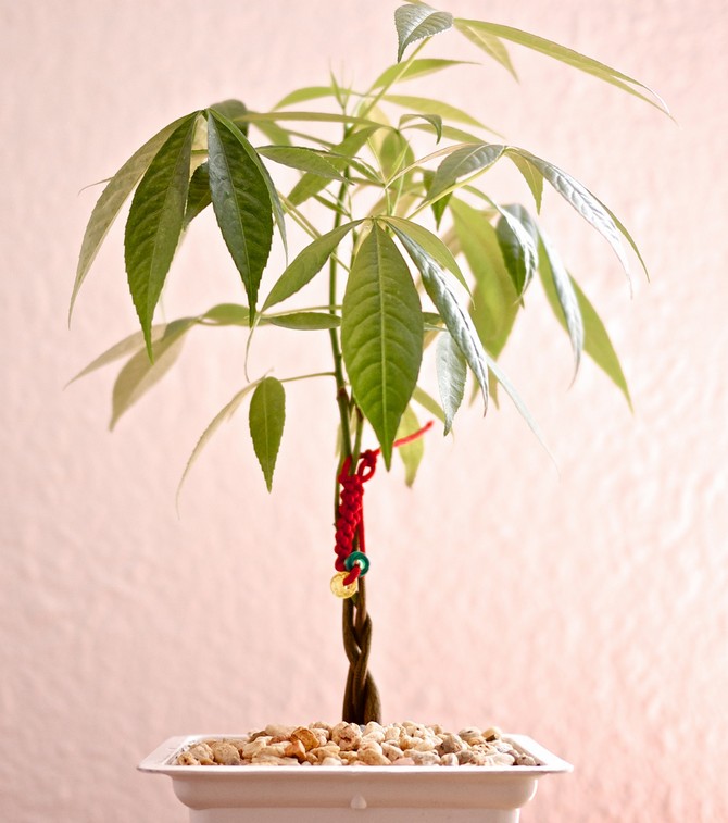 Les maîtres du Feng Shui associent le pakhiru à la chance, au bien-être matériel et à la santé que cet arbre apporte à la maison.