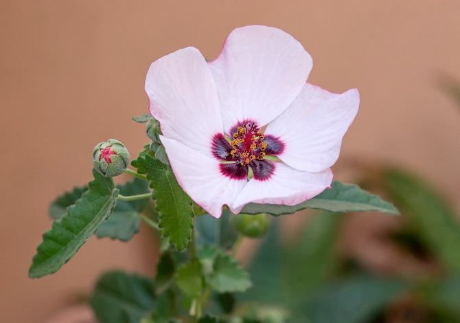 Types et variétés de pavonia