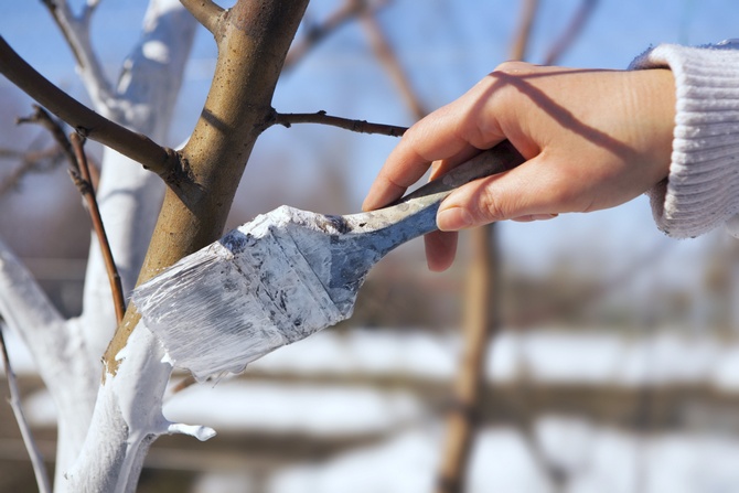 Blanchir les arbres avec de la chaux dans le jardin