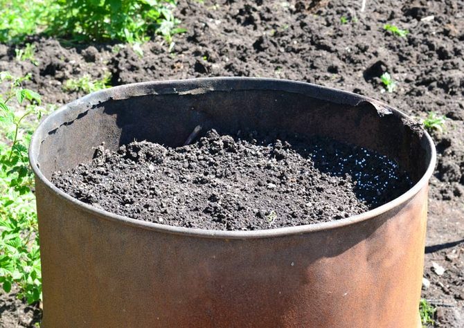 Technologie agricole pour la culture de la citrouille en baril