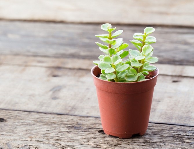 Reproduction de portulacaria