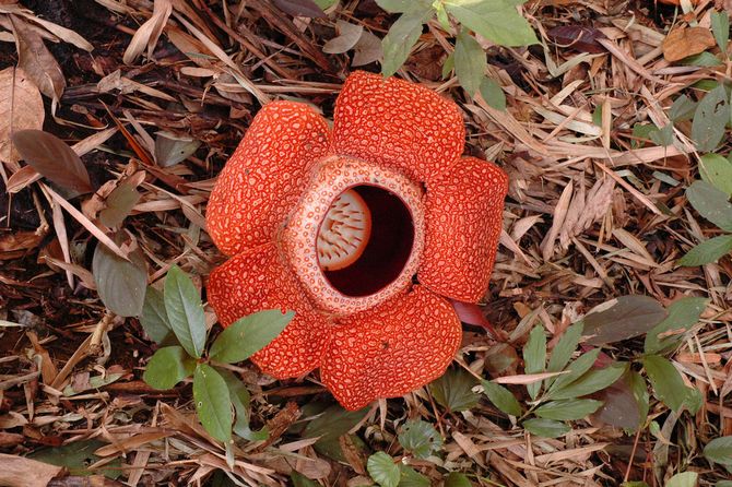 Rafflesia Arnold