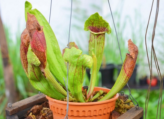 Sarracenia - soins à domicile. Culture de sarracenia - plantes prédatrices, transplantation et reproduction. Description. Une photo