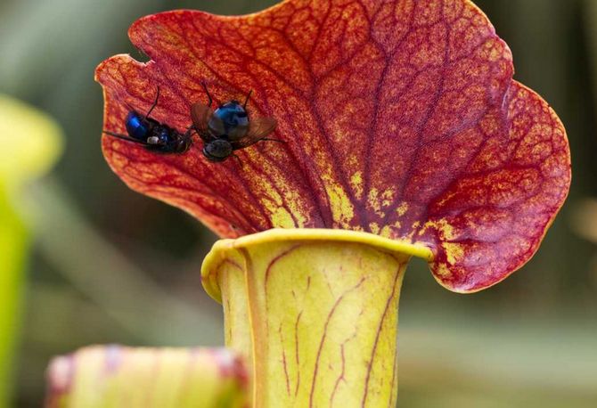 Elle obtient tous les nutriments dont elle a besoin des insectes capturés.