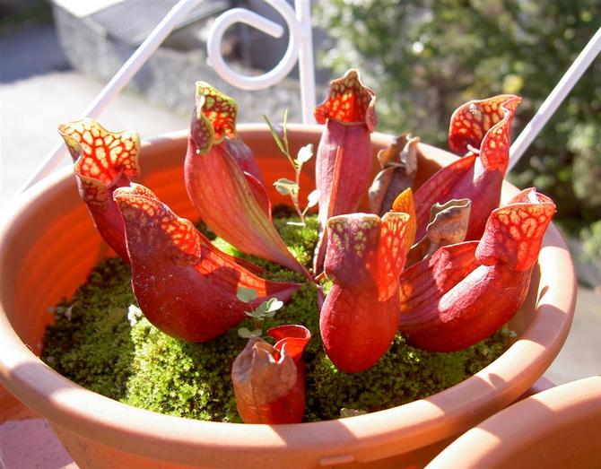 Sarracenia n'a pas besoin d'une humidité élevée.