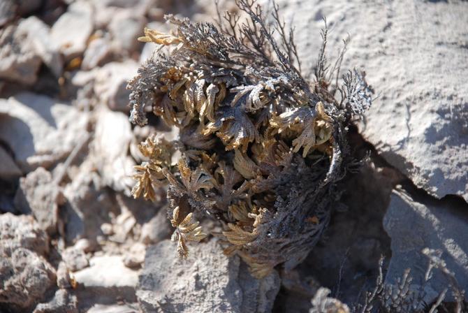 Selaginella squameuse